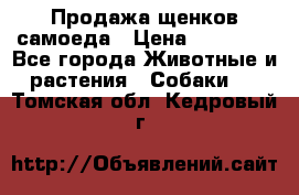 Продажа щенков самоеда › Цена ­ 40 000 - Все города Животные и растения » Собаки   . Томская обл.,Кедровый г.